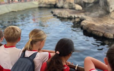 Aprendiendo entre animales marinos en el Oceanográfico de Valencia con nuestro alumnado de Infantil y Primaria